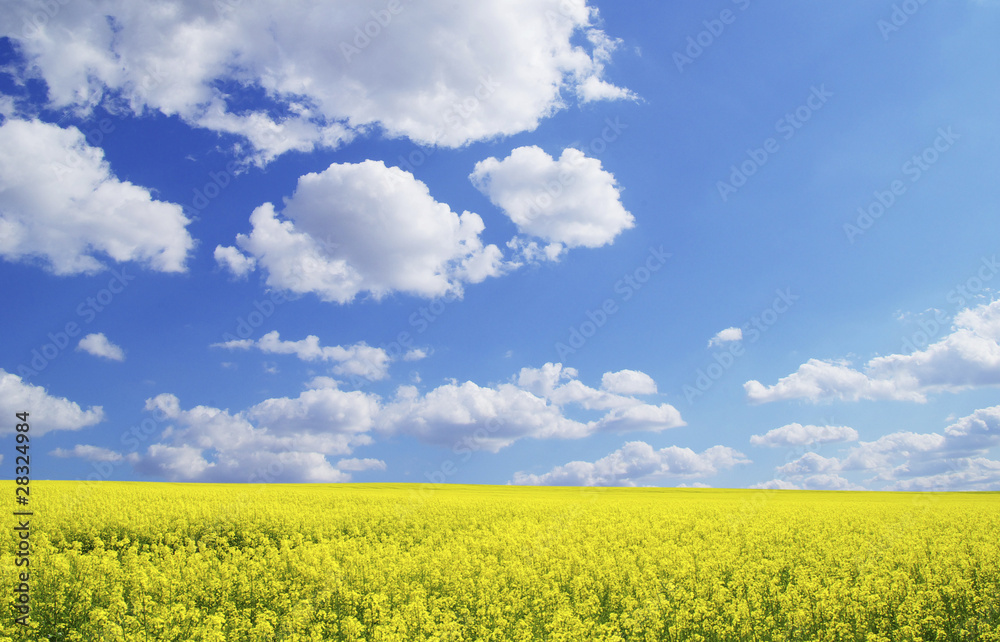 rape field rape field