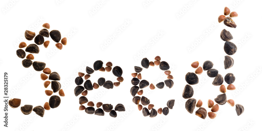 morning glory seed letter d morning glory seed letter d