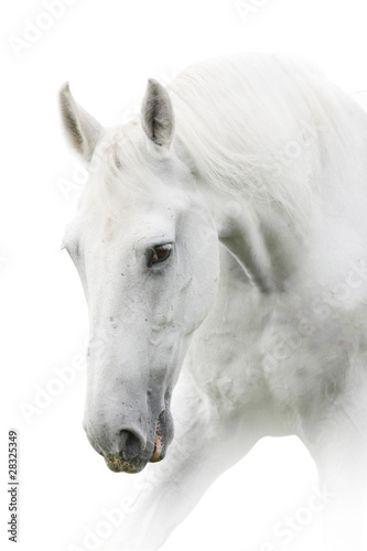 white horse © Mari_art
