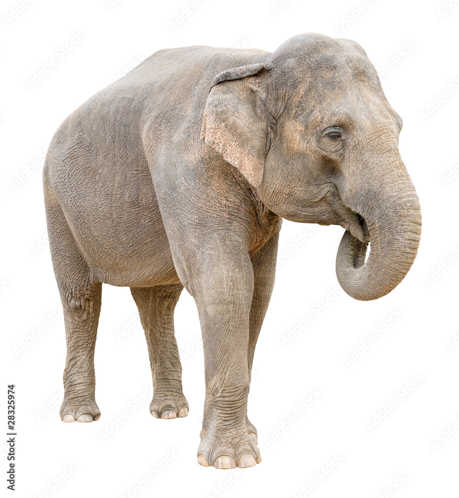 Fototapeta premium Asian elephant female telling secret cutout