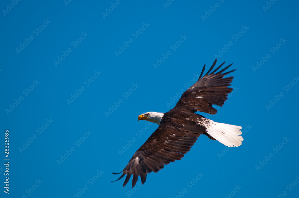 Obraz premium Weisskopfseeadler