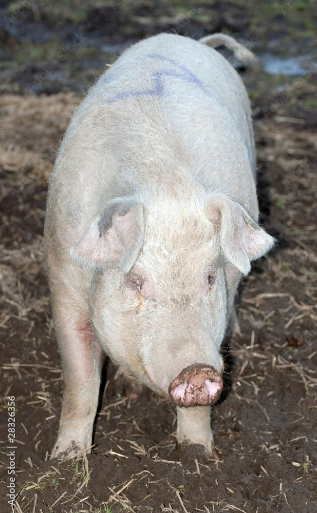 pig in farm yard