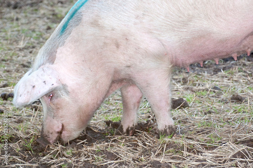 pig digging in field © lloyd fudge