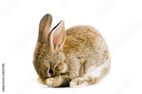 Fototapeta Brown baby bunny isolated on white background