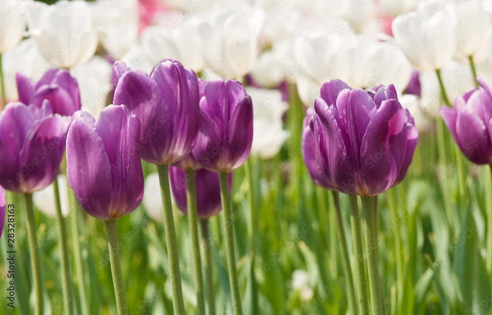 Obraz premium tulips
