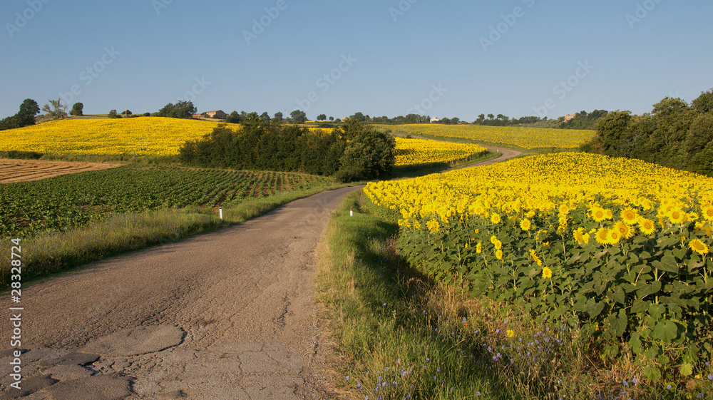 Country road winding through fields of sunflowers