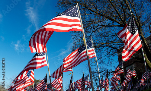 American Flags photo