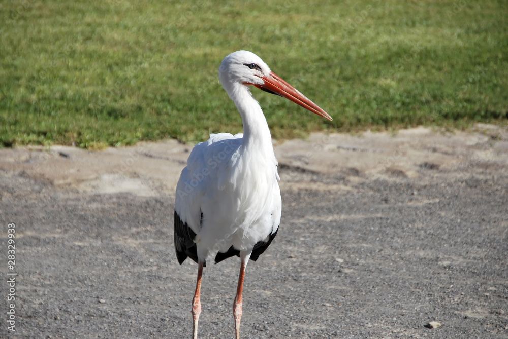 Fototapeta premium Stork standing