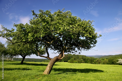 Streuobstwiese im Sommer