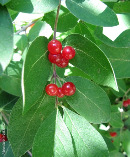 Red berries