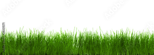 Grass panorama