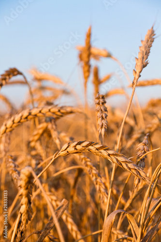 Ears of wheat