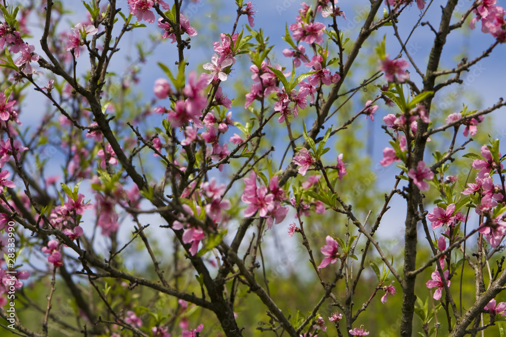 Branches of pink cherry tree in blossom Branches of pink cherry tree in blossom
