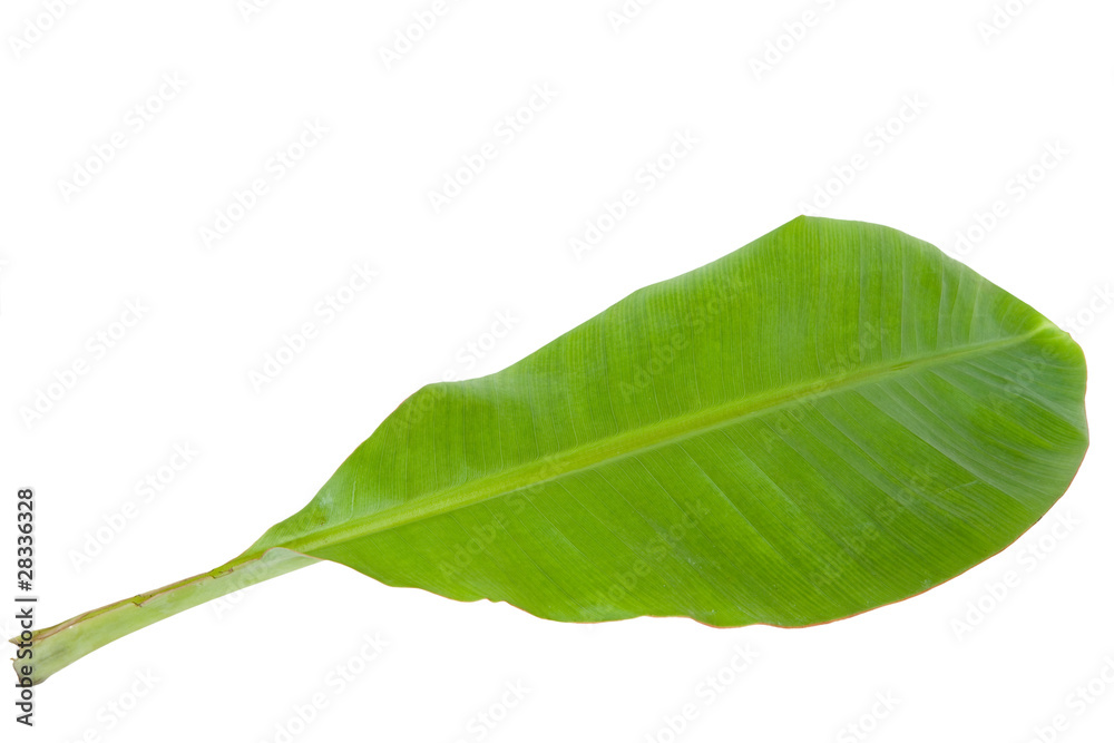 Obraz premium Fresh Green Banana Leaf Isolated