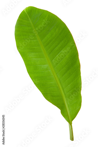 Fresh Green Banana Leaf