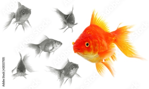 individual goldfish