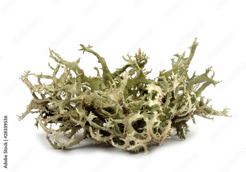 Monk's hood lichen (Hypogymnia physodes) Monk's hood lichen (Hypogymnia physodes)