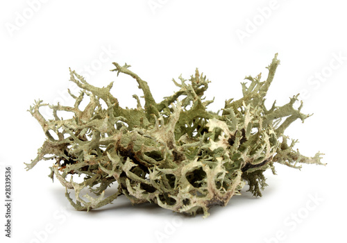 Monk's hood lichen (Hypogymnia physodes) photo