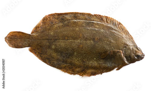 Fotografia Torbay sole, or witch flounder (Glyptocephalus cynoglossus)