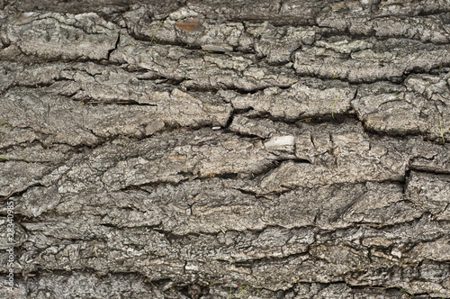 Tree bark texture from an old tree