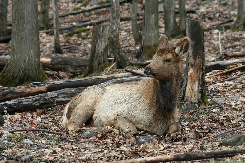 Fototapeta premium jeune wapiti
