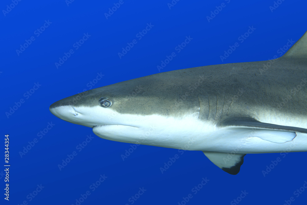 Obraz premium Reef Shark
