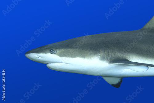 Reef Shark