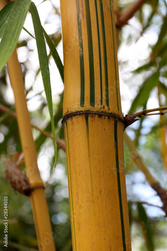 bambou jaune