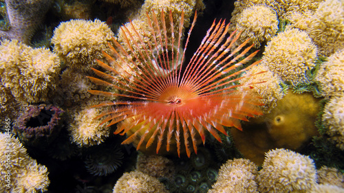 A feather duster worm with coral, Caribbean sea, Panama