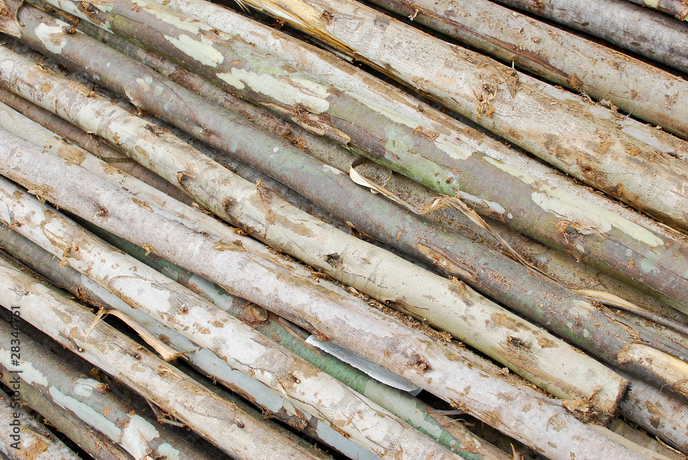 pile of wood in logs storage