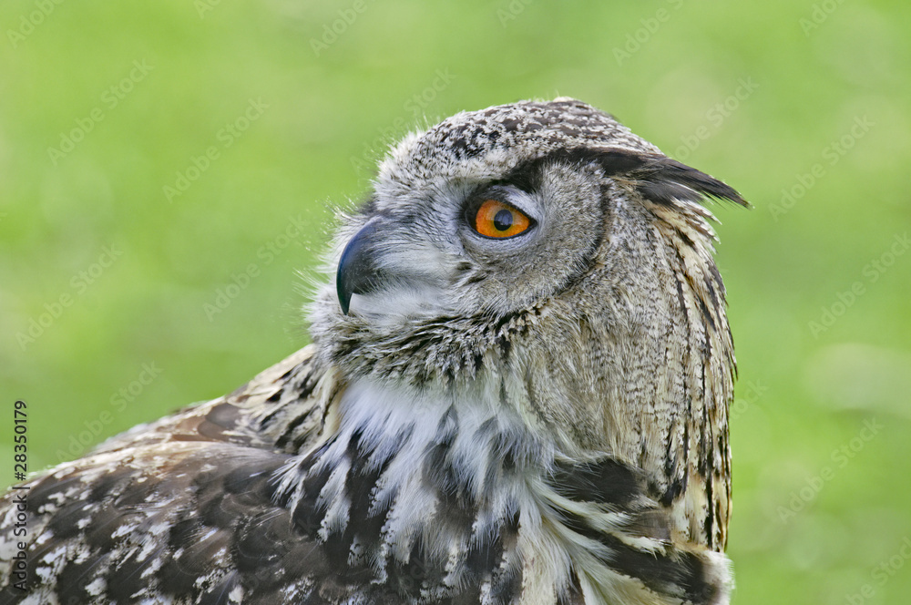 Obraz premium Great horned owl