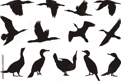 Collection cormorant