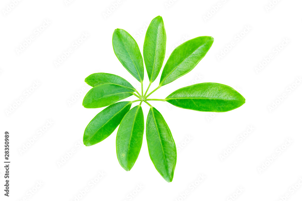 Fototapeta premium green leaf isolated on white background