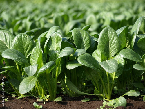 畑の小松菜 Komatuna（japanese traditional vegetables)