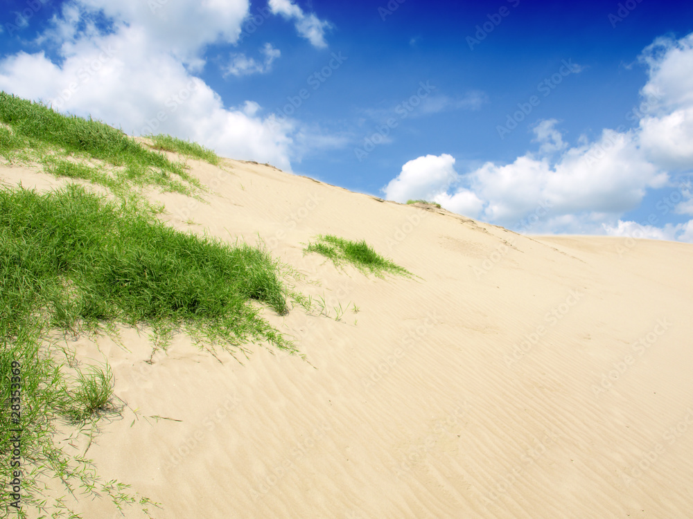 grass in desert