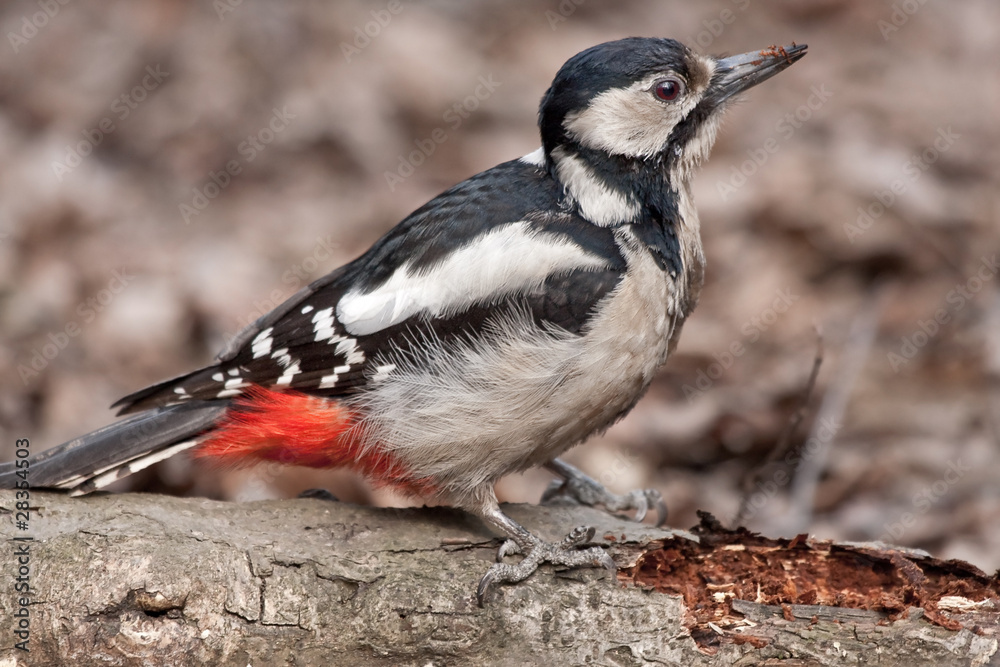Great Spotted Woodpecker sitting on the fallen tree Great Spotted Woodpecker sitting on the fallen tree