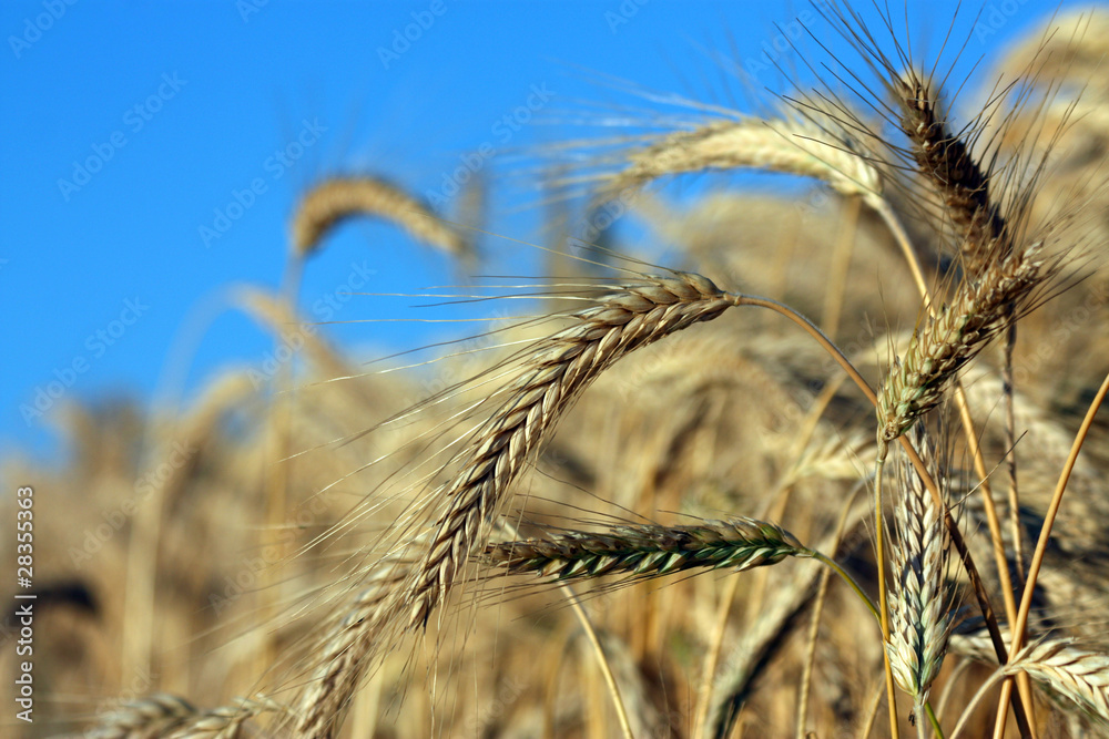 detail of cereal spike on the agriculture field detail of cereal spike on the agriculture field