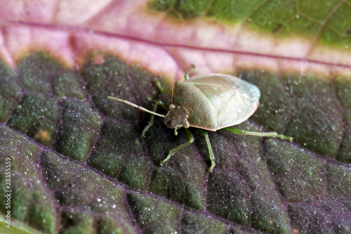 Close up of a Rhynchota specimen (Hemiptera) on a leaf