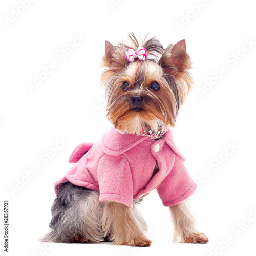Cute yorkshire terrier in pink coat