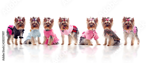 Group of cute dressed yorkshire terriers