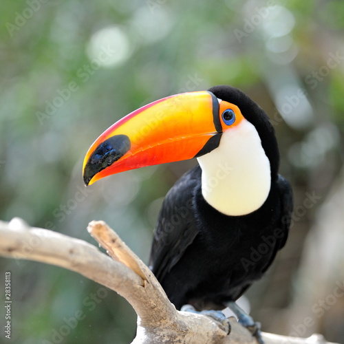 toucan outdoor - Ramphastos toco