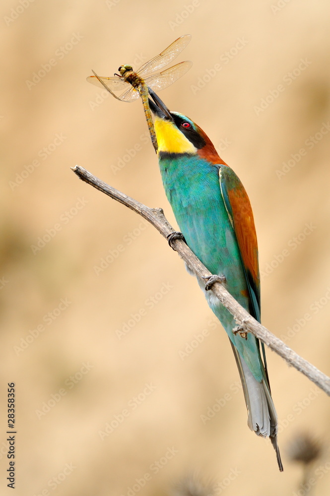 european bee-eater (Merops Apiaster) outdoor european bee-eater (Merops Apiaster) outdoor