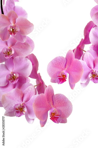 Pink orchid on white background