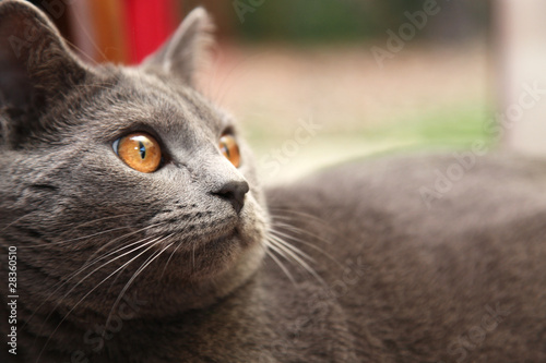 Fototapeta Naklejka Na Ścianę i Meble -  chat chartreux