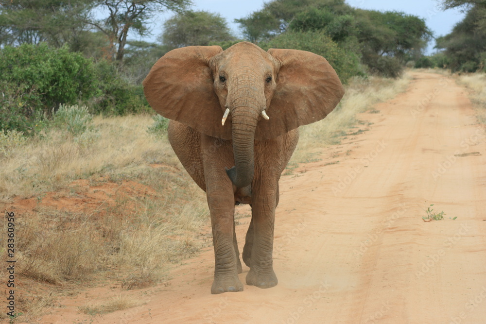 Obraz premium Elefant