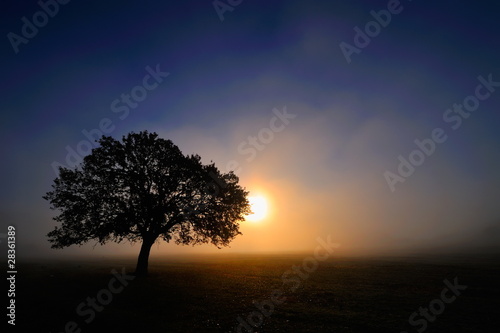 lonely tree on field at dawn