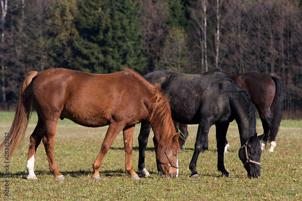 Horses in the meadow