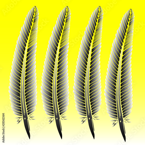 feather vector illustration