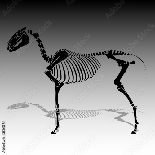 horse skeleton vector illustration
