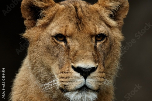Fototapeta Naklejka Na Ścianę i Meble -  Jeune lion
